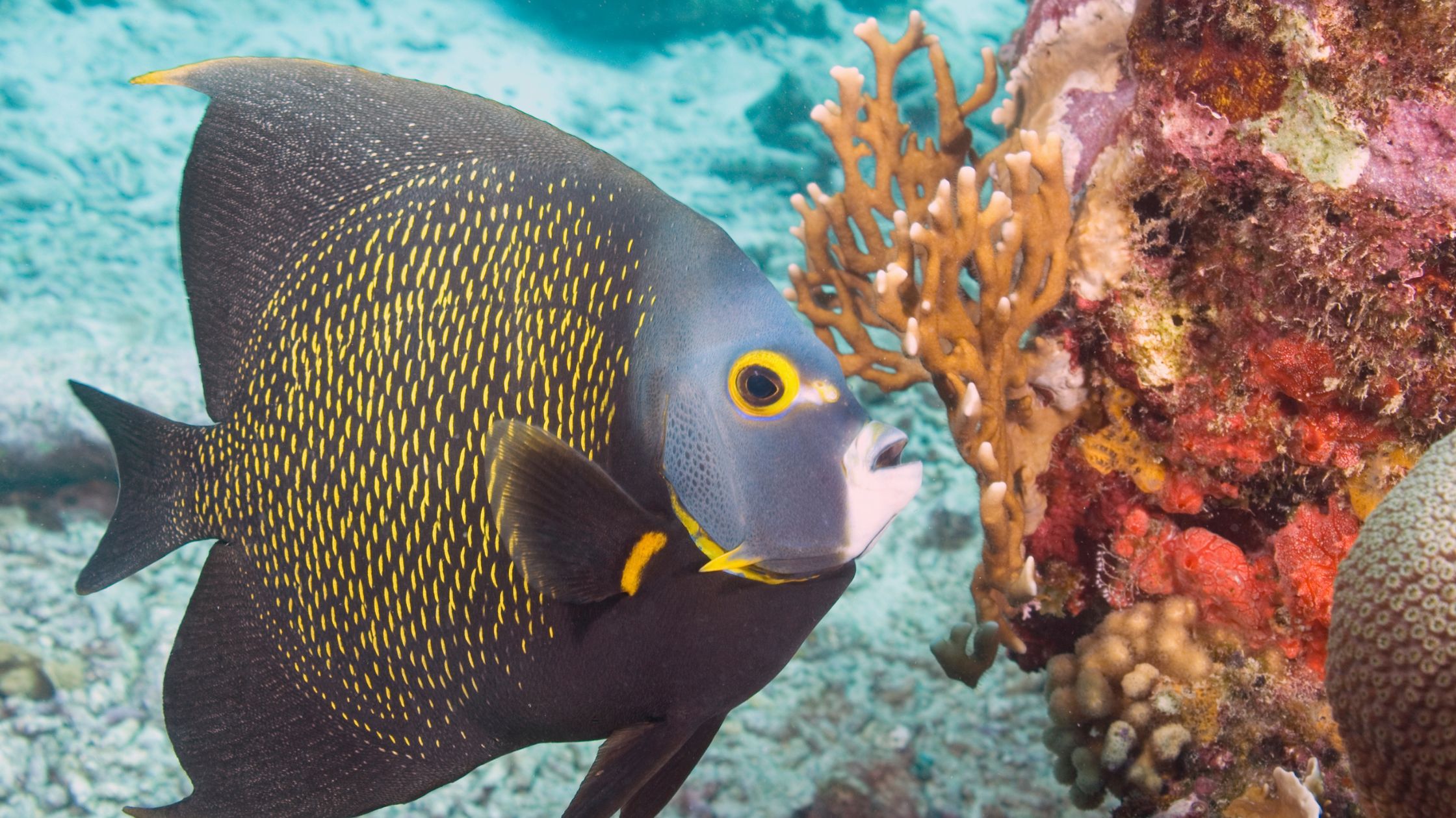 Dive Into Fun: Family-Friendly Snorkeling Spots in Aruba